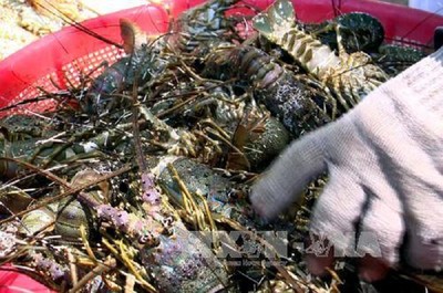 Ô nhiễm môi trường nuôi, nguy cơ tôm hùm ở Phú Yên chết hàng loạt