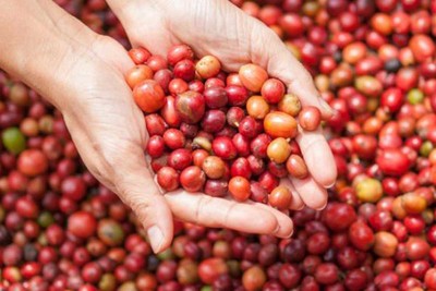 Giá cà phê hôm nay 13/4: Cập nhật giá cà phê Tây Nguyên và Miền Nam