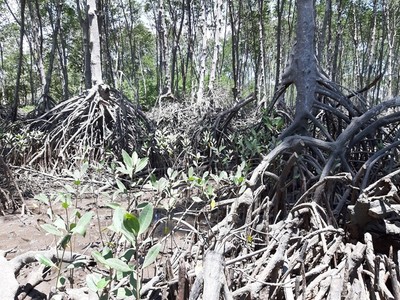 Rừng phòng hộ Long Thành: Bị tỉa “quá tay” gần 2.000m3 gỗ