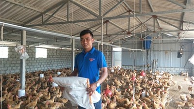 Hà Tĩnh: 9X thôi lang thang về làng nuôi bạt ngàn gà trên cát