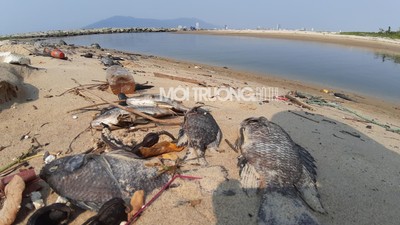 Cá chết hàng loạt, bốc mùi dọc bờ biển Đà Nẵng do nước xả thải