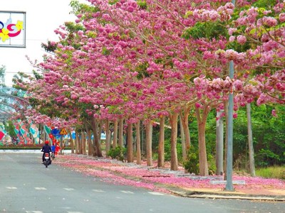 Con đường 160 cây kèn hồng nở rực rỡ ở Sóc Trăng
