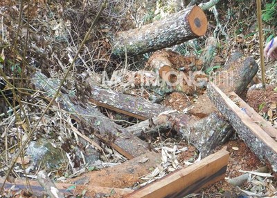 Các đối tượng phá rừng Phong Nha - Kẻ Bàng bị khởi tố