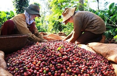 Giá cà phê hôm nay 25/4: Giá cà phê nguyên liệu giảm 200 đồng/kg