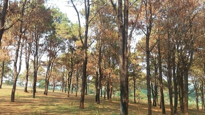 Gia Lai: Huyện Ia Grai yêu cầu quản lý chặt rừng thông