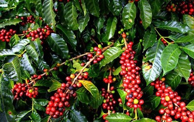 Giá cà phê hôm nay 26/4: Giá cà phê nguyên liệu tăng 100 đồng/kg