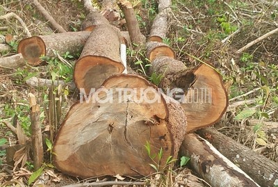 Đắk Nông: Ngang nhiên phá rừng sát trạm kiểm lâm địa bàn