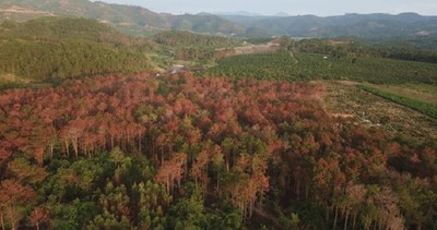 Lâm Đồng: Truy tìm thủ phạm bức tử rừng thông