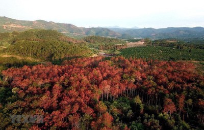 Thủ tướng yêu cầu xử lý vụ rừng thông bị “đầu độc” ở Lâm Đồng