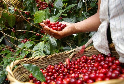 Giá cà phê hôm nay 10/5: Giá cà phê vụt tăng hơn 1000 đồng/kg