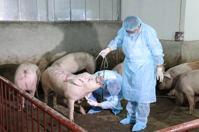 Hà Nội: Dịch bệnh ở lợn đã có tại 331 xã phường, thị trấn