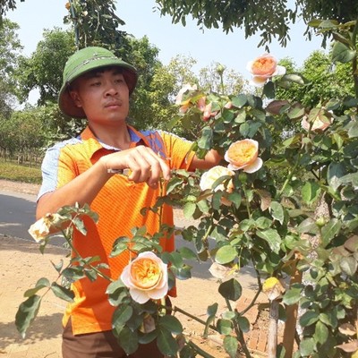 9X Lai Châu khởi nghiệp thành công từ trồng hoa hồng