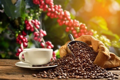 Giá cà phê hôm nay 16/5: Giá cà phê nguyên liệu giảm 300 đồng/kg
