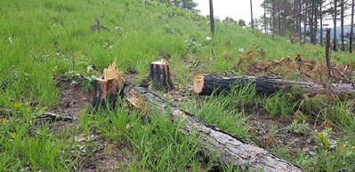 Lâm Đồng: Liên tiếp phát hiện rừng thông bị phá hoại