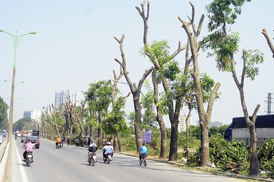 Hà Nội: Di chuyển gần 2.000 cây xanh để xén vỉa hè, dải phân cách