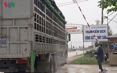 Dịch tả lợn bùng phát trở lại ở Thanh Hóa