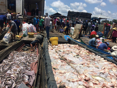Đồng Nai: Cá nuôi bè lại chết hàng loạt trên sông La Ngà