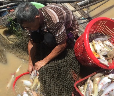 Gần 1.000 tấn cá bè chết trắng trên sông La Ngà