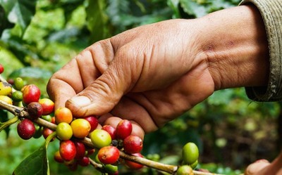 Giá cà phê hôm nay 24/5: Giá cà phê nguyên liệu tằng 200 đồng/kg