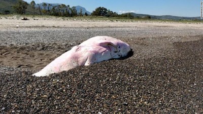 Cá nhà táng chết dạt vào bờ biển Italy với nhiều rác nhựa trong bụng