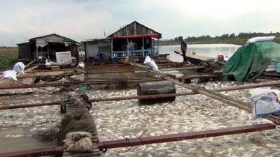 Gần 1.000 tấn cá chết trên sông La Ngà là do thiên tai