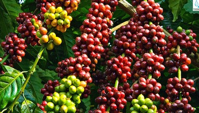 Giá cà phê hôm nay 28/5: Giá cà phê tại Đắk Lắk và Gia Lai tăng nhẹ