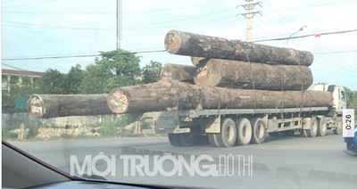 Nghệ An: Kinh hoàng xe chở gỗ “siêu khủng” nghênh ngang trên đường