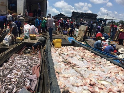 Vụ cá chết trên sông La Ngà: Phó Thủ tướng yêu cầu xử lý triệt để