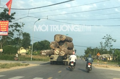 Nghệ An:Tước giấy phép lái xe và xử phạt chủ xe chở gỗ 'siêu khủng'