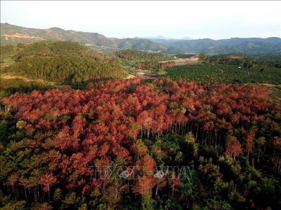 Lâm Đồng: Mở rộng điều tra vụ rừng thông bị đầu độc