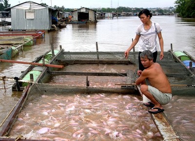 Làng cá La Ngà - Đồng Nai: Truy tìm nguyên nhân cá chết làm dân khổ