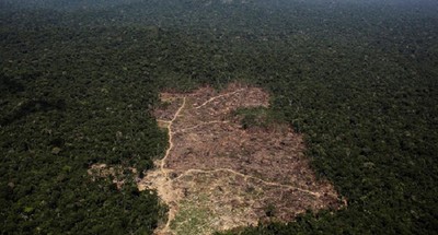 Brazil phát động chiến dịch ngăn chặn lâm tặc phá rừng Amazon