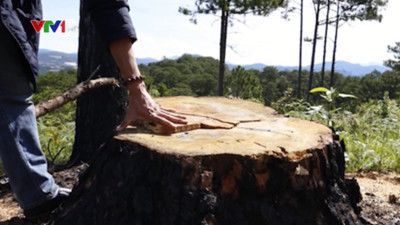 Lâm Đồng: Bắt quả tang đối tượng phá rừng thông bằng thuốc độc