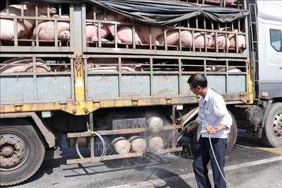 Bến Tre siết chặt kiểm soát, ngăn ngừa dịch tả lợn châu Phi lây lan