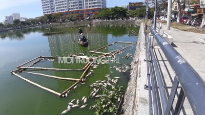 Đà Nẵng: Cá nổi lềnh bềnh trên hồ mà ông Dũng 'lò vôi' định cải tạo
