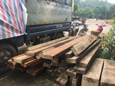 Bắc Kạn: Điều tra vụ hàng chục cây gỗ nghiến bị chặt phá bất thường