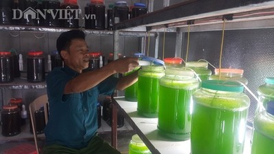 Chuyện lạ Thái Bình: Nuôi thứ nước xanh lè mà 'rót' ra hàng tỷ đồng