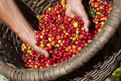 Giá cà phê hôm nay 14/6: Giá cà phê nguyên liệu giảm 300 đồng/kg