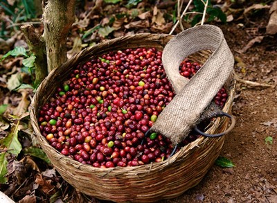Giá cà phê hôm nay 18/6: Giá cà phê nguyên liệu giảm 200 đồng/kg