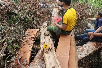 Làm rõ trách nhiệm vụ phá rừng nghiến cổ thụ tại Bắc Kạn