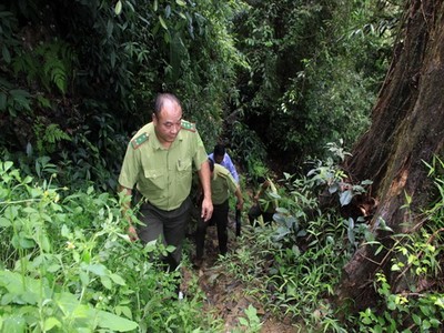 Tuyên Quang: Nhiều giải pháp quản lý bảo vệ và phát triển rừng
