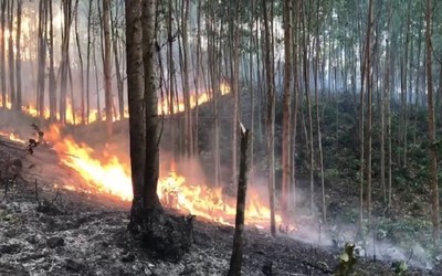 Phú Yên: 2 ngày xảy ra tới 3 vụ cháy rừng