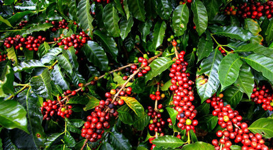 Giá cà phê hôm nay 2/7: Giá cà phê nguyên liệu tăng 700 đồng/kg