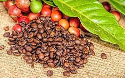 Giá cà phê hôm nay 4/7: Giá cà phê nguyên liệu tăng 200 đồng/kg