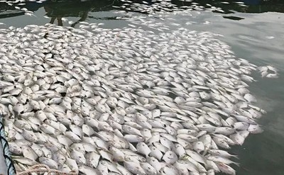 Bà Rịa - Vũng Tàu: Cá chết hàng loạt trên sông Chà Và