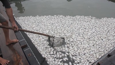 Xác định được nguyên nhân khiến cá chết hàng loạt trên sông Chà Và