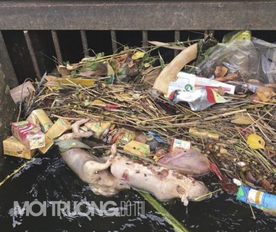 Quảng Bình:Lợn chết bủa vây kênh mương giữa tâm dịch tả lợn Châu Phi