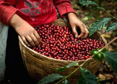 Giá cà phê hôm nay 12/7: Giá cà phê nguyên liệu giảm 100 đồng/kg