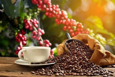 Bộ NN&PTNT dự báo giá cà phê tiếp tục giảm trong ngắn hạn