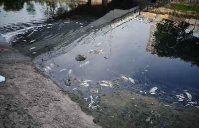 Cá chết nổi trắng sông Tô Lịch sau khi dừng nhận nước từ Hồ Tây